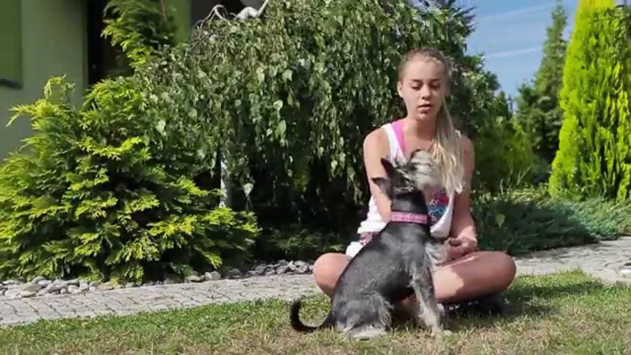 Okiem Sznaucera #1 - Jak nauczyć psa komendy SIAD