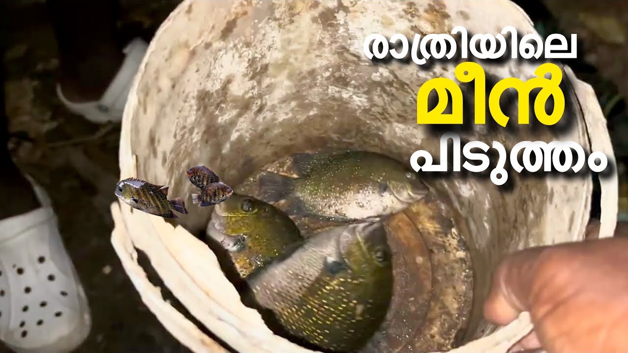 അത്യാവശ്യം ഒരു കറിക്കുള്ള മീൻ വേണം simple fishing #food #petshub #fish #fishing 