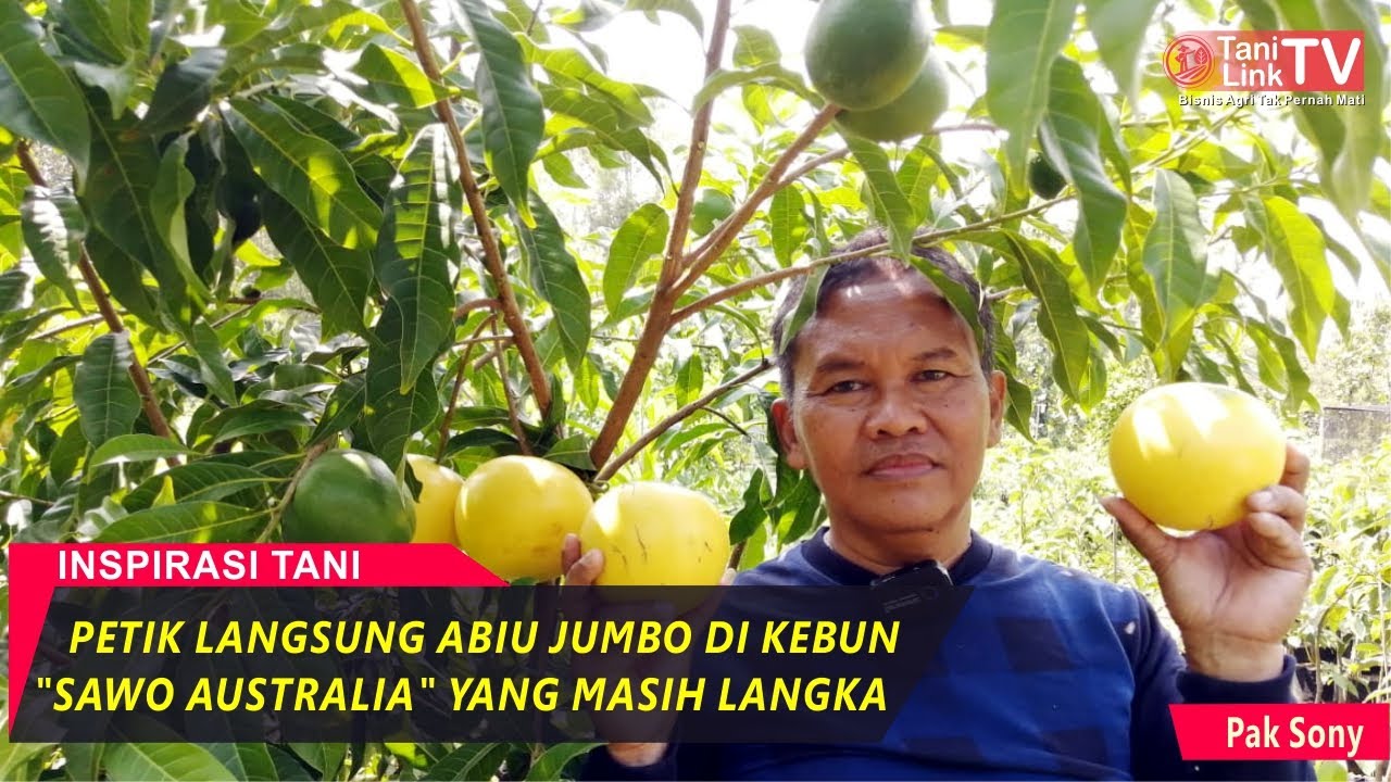 Buah Langka Abiu Jumbo 
