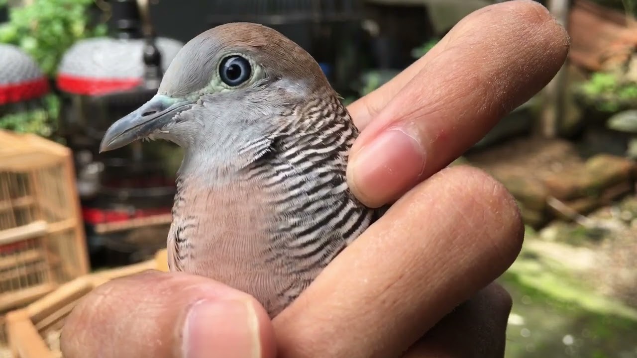 Zebra Dove PERKUTUT LOKAL  GACOR SUARA BESAR DI ALAM