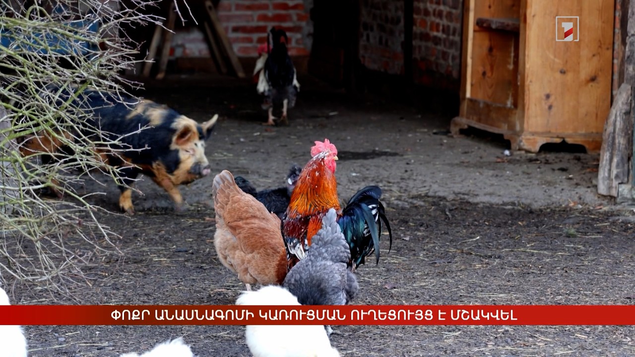 Փոքր անասնագոմի կառուցման ուղեցույց է մշակվել