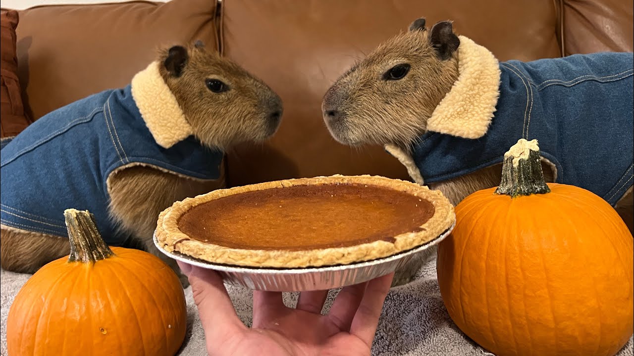 How to Cook Capybara Pie (eating Big Ounce)