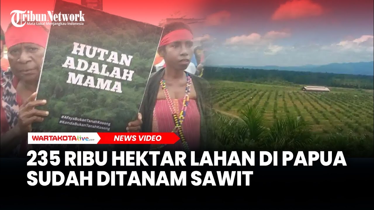 TERNYATA 235 Ribu Hektar Lahan di Papua Sudah Ditanam Sawit