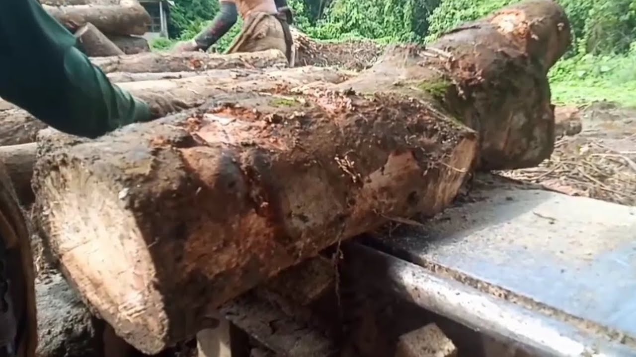 PENGGERGAJIAN BUNGGOL KAYU GETAH/KARET