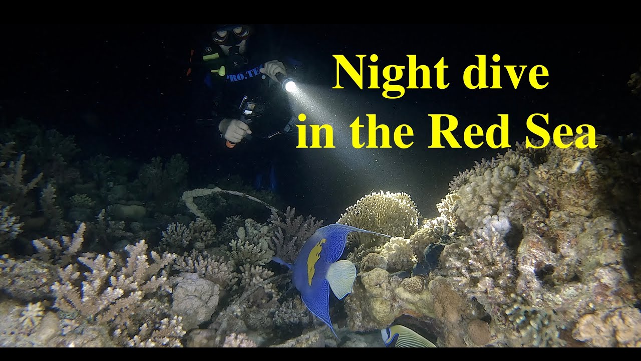 Night dive in the Red Sea