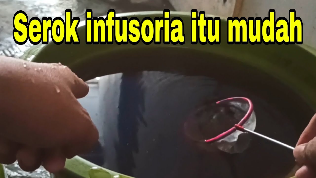 Cara saring infusoria dengan mudah