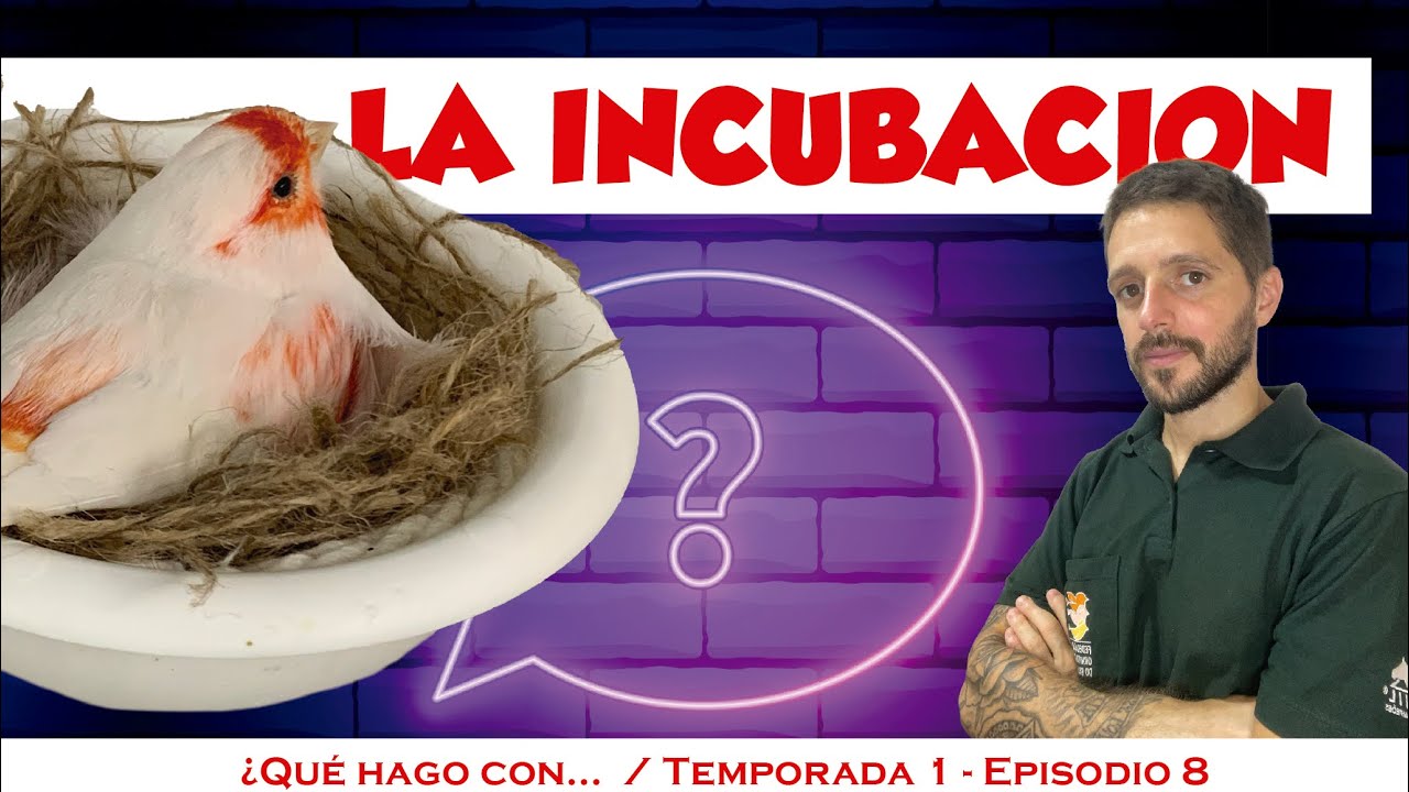 Incubaci&oacute;n en canarios