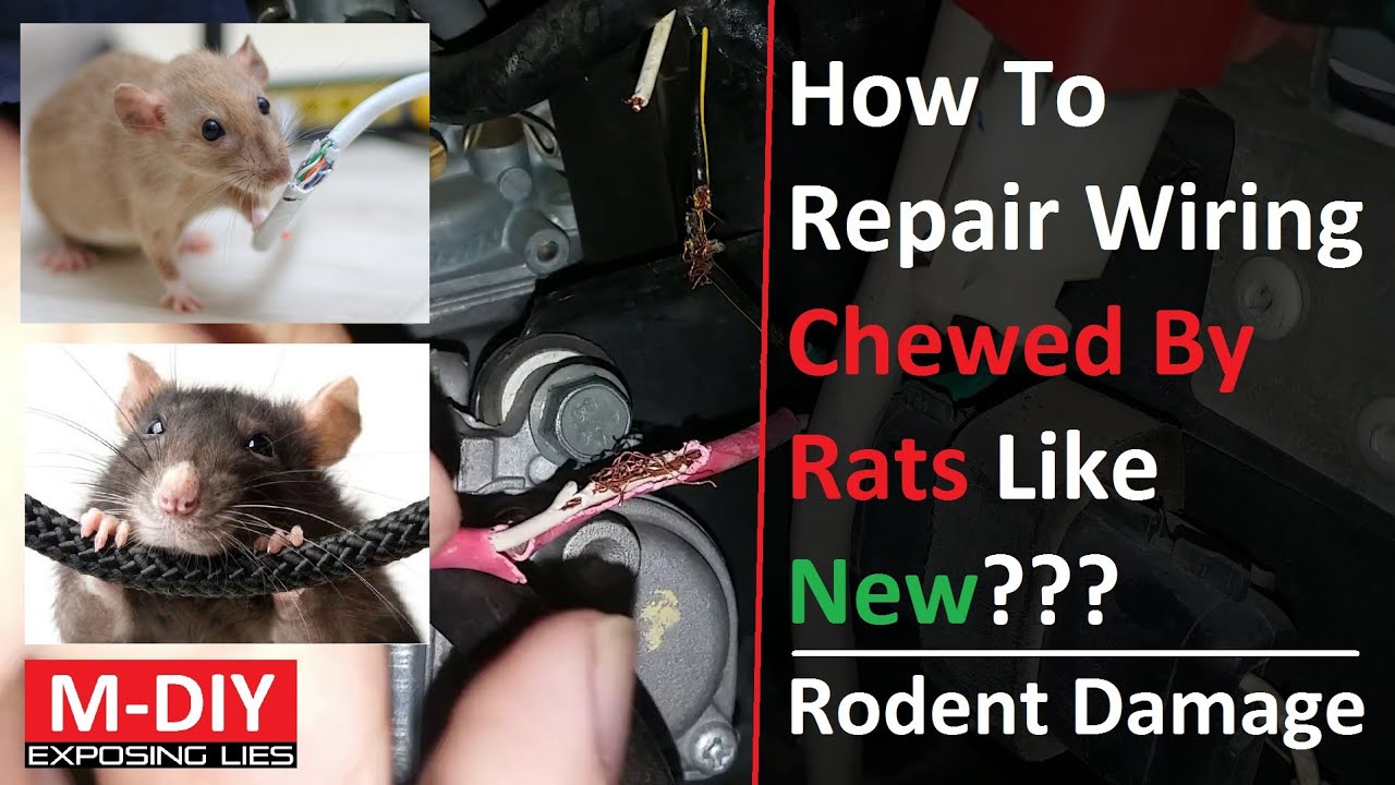 How To Repair Wiring Harness Chewed By Rats Like New??? Rodent Damage In Automotive Wiring
