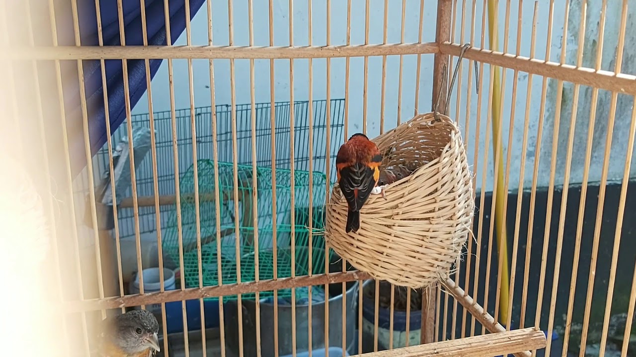 Ternak Red Siskin