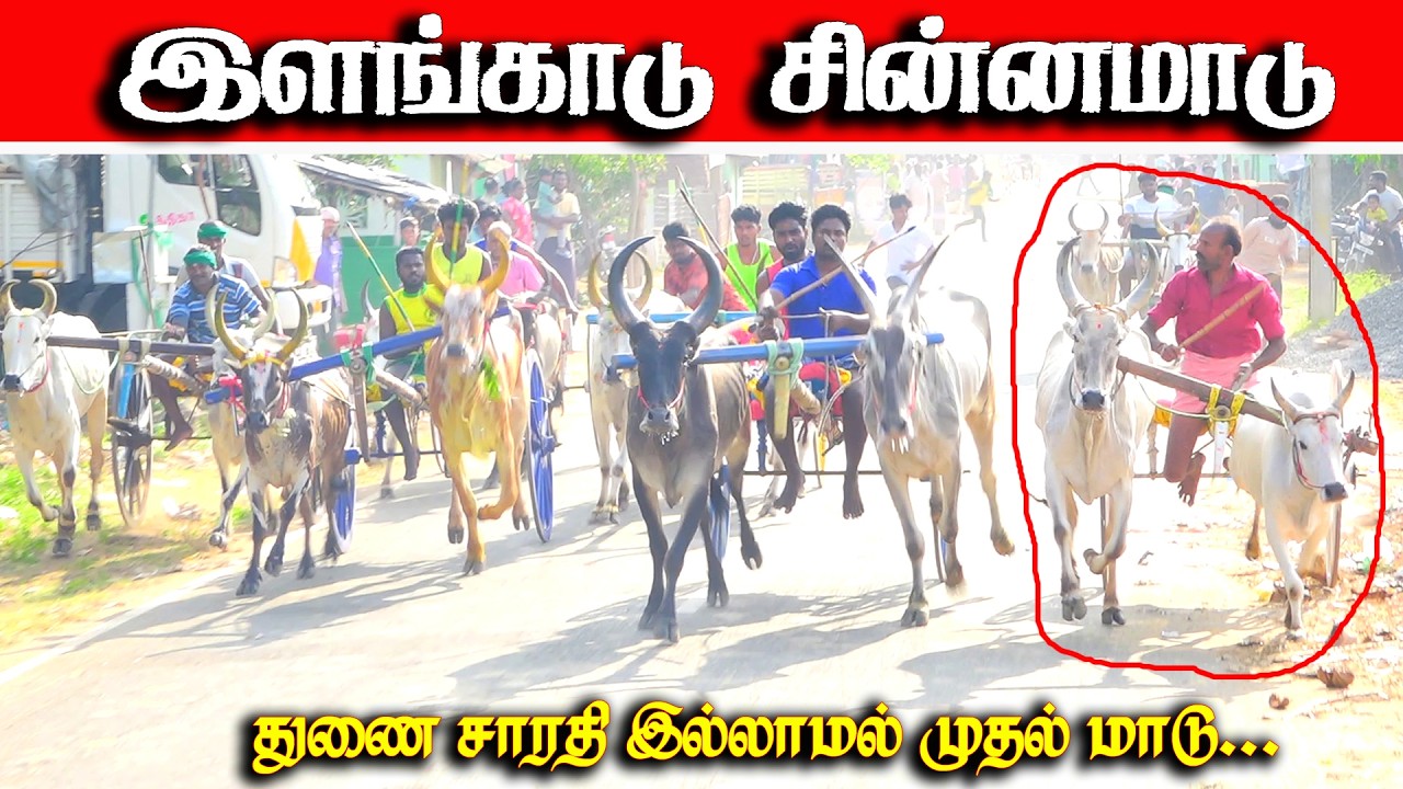 இளங்காடு சின்னமாடு பந்தயம் 22.02.2026
