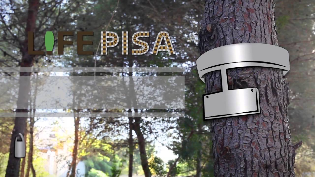 Nuevas trampas ecológicas para el control de la procesionaria del pino - LIFE PISA