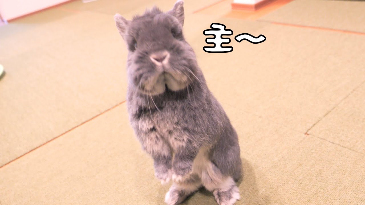 短い手足を使って飼い主を呼びにきたチンチラ似のミミが可愛かった【No.1602】