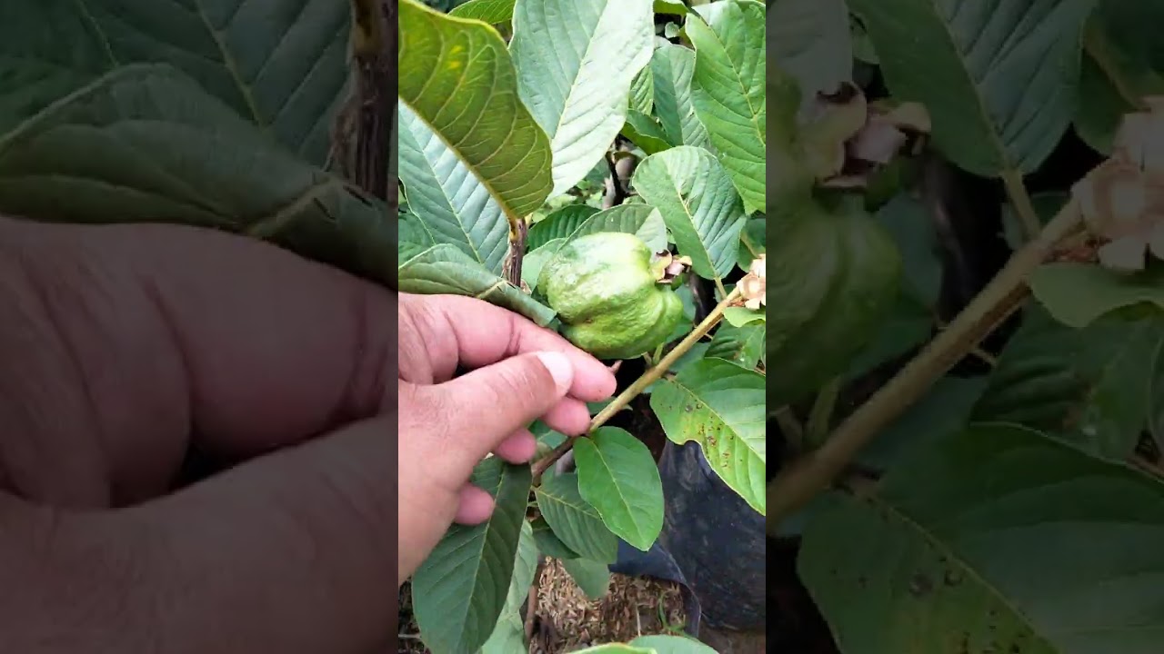 bbit jmbu kristal ptih plibek bsar siap jd indukan 