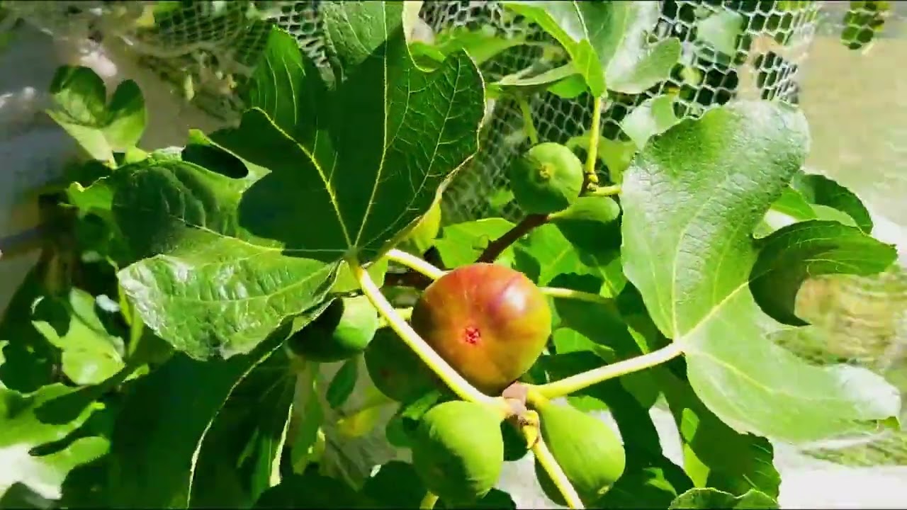 The Peppertree small