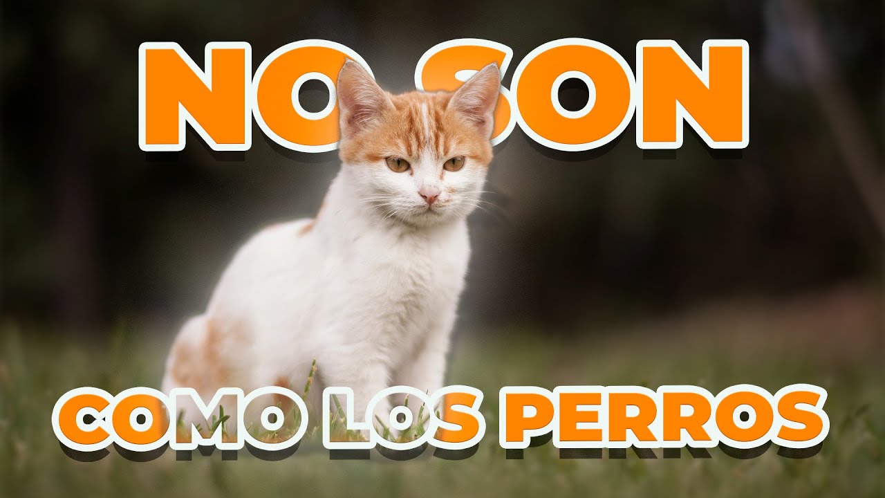 ¿Por Qué los Gatos Son Menos Domesticados que los Perros?