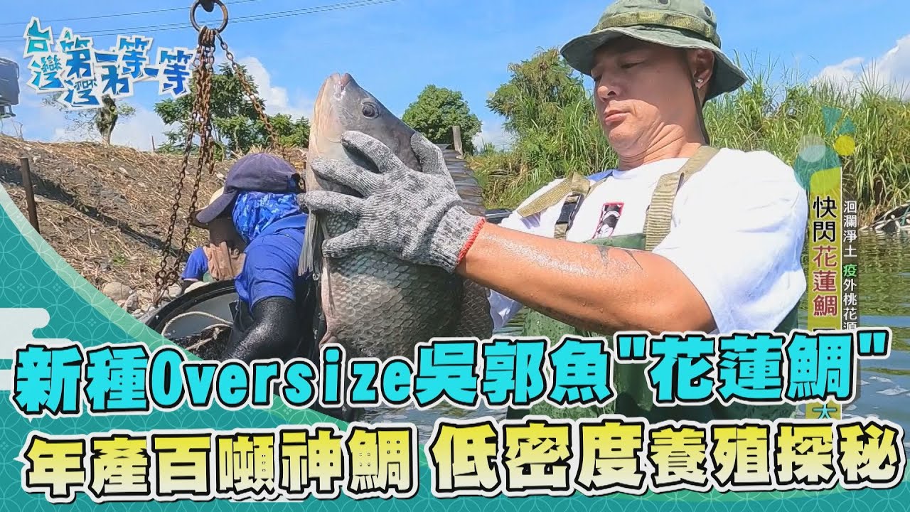 台灣第一等【圍網挑Oversize