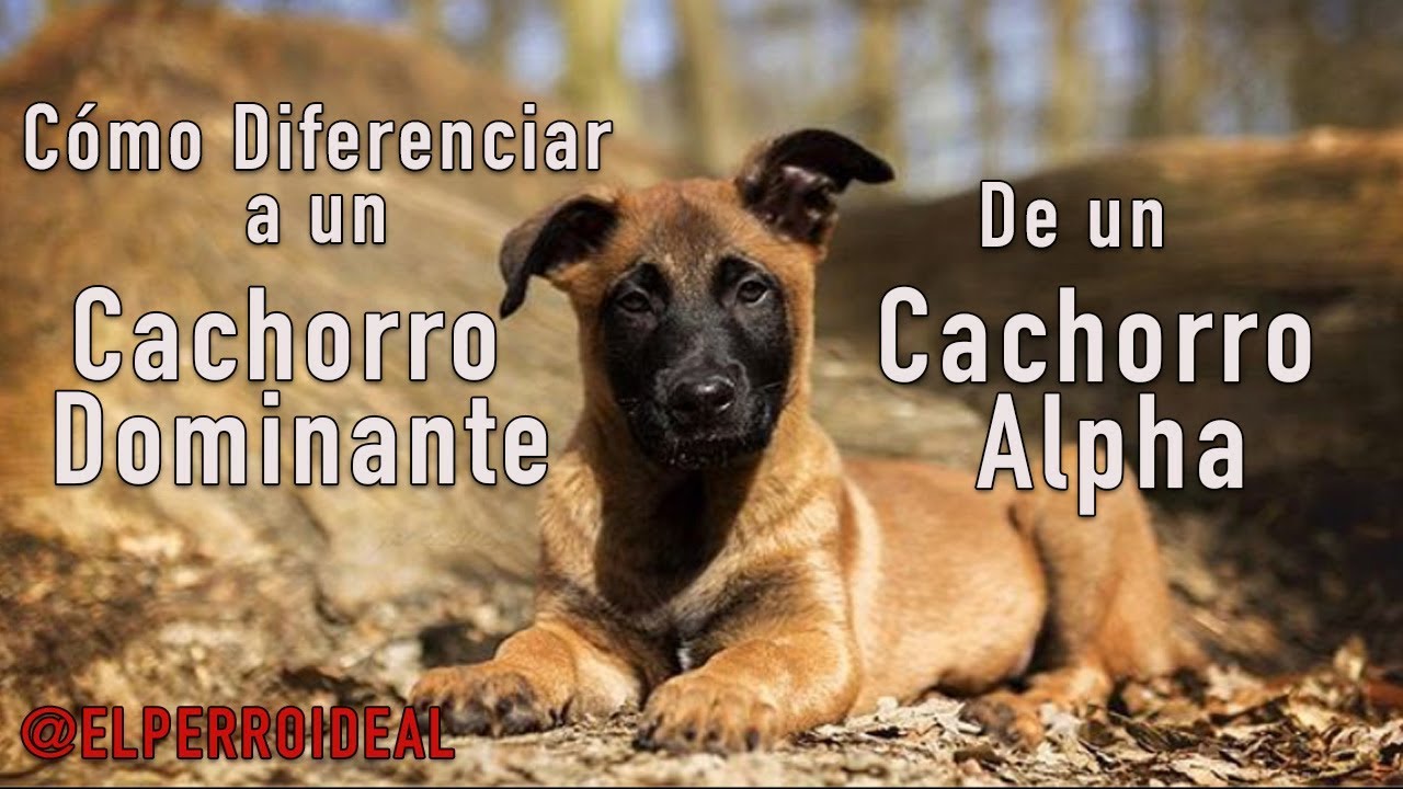 CACHORRO DOMINANTE  vs CACHORRO ALFA