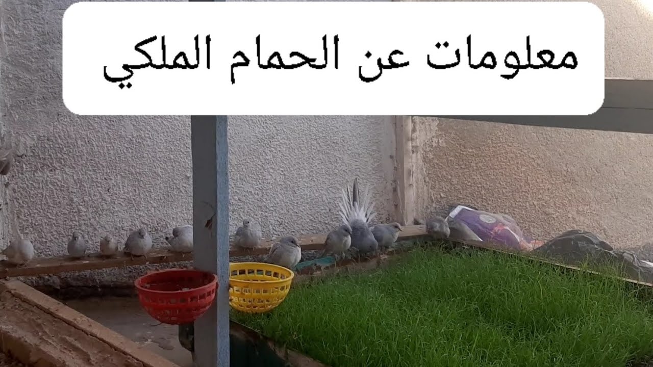 معلومات عن الحمام الملكي و كم عمر المخاليف و يجهز التزاوج