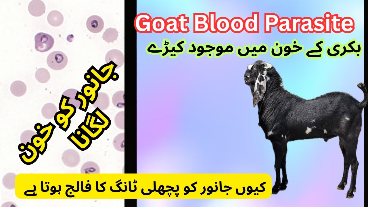 &ldquo;Goat Blood Parasites: Symptoms, Diagnosis & Treatment &ndash; Complete Guide for Farmers   