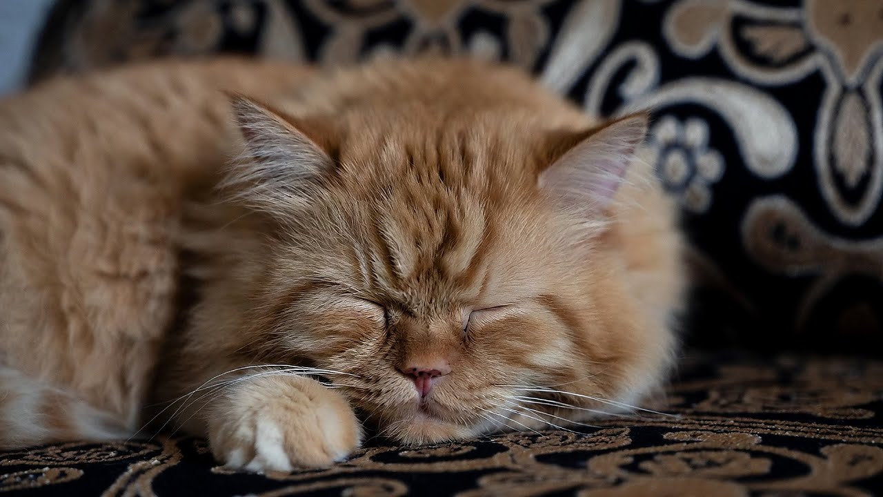 LIVE Cozy Sleeping Kitten for Relaxing Background Video 😴 | Season 9