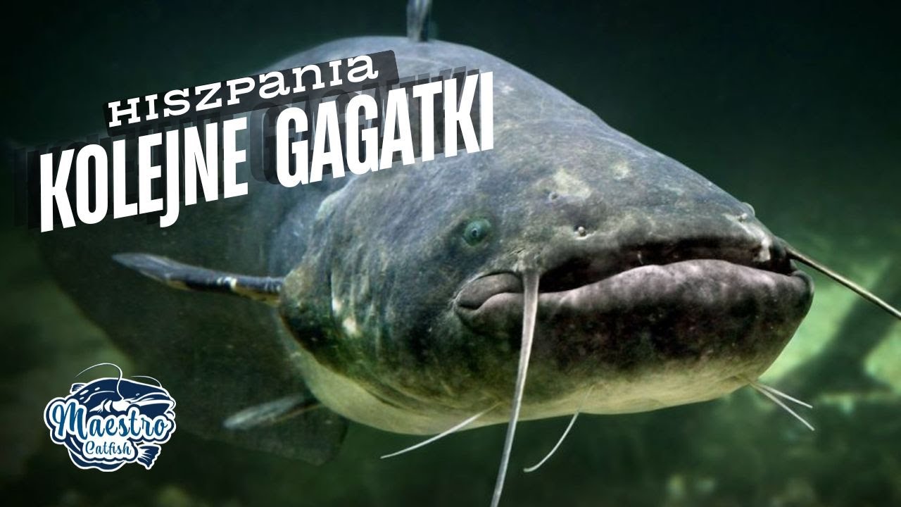 Hiszpania kolejne Gagatki🔥🔥🔥