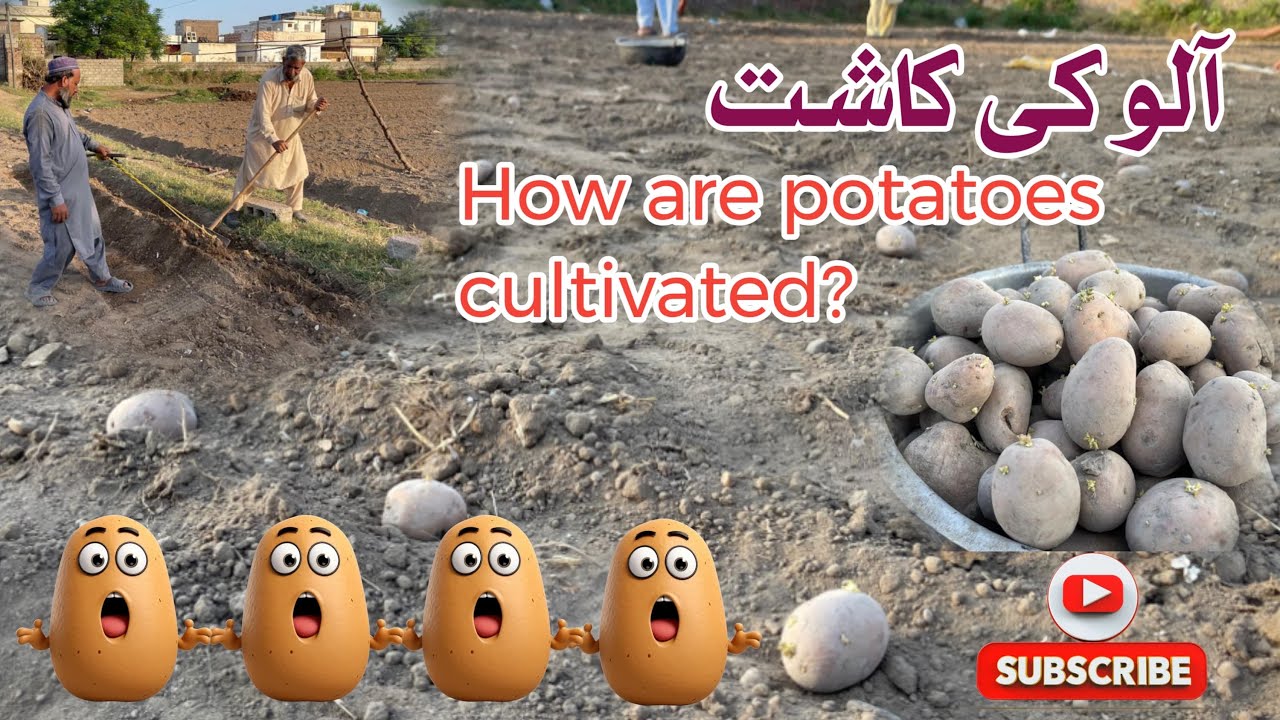 How Potatoes Are Grown | Complete Potato Cultivation Process Step by Step