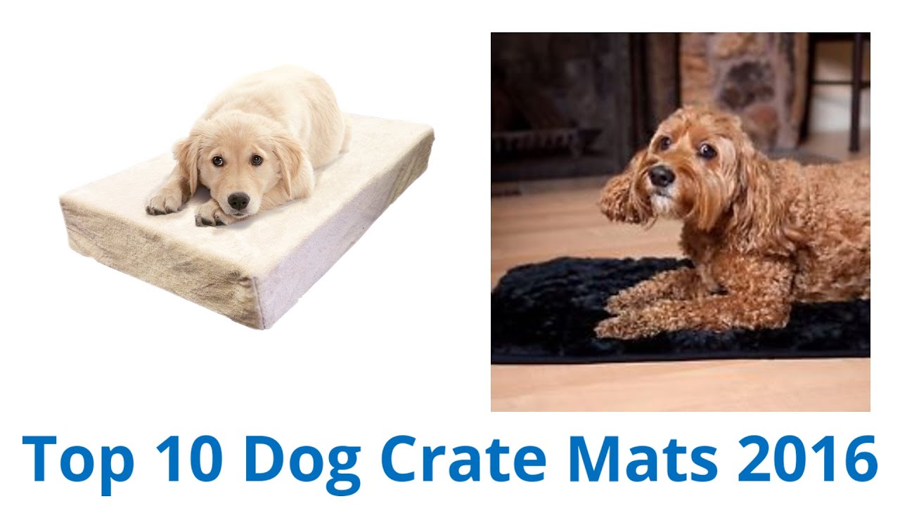 10 Best Dog Crate Mats 2016