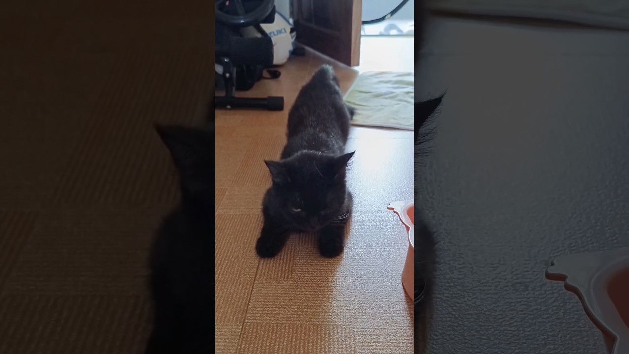 Our female cat is in heat 🥵 
