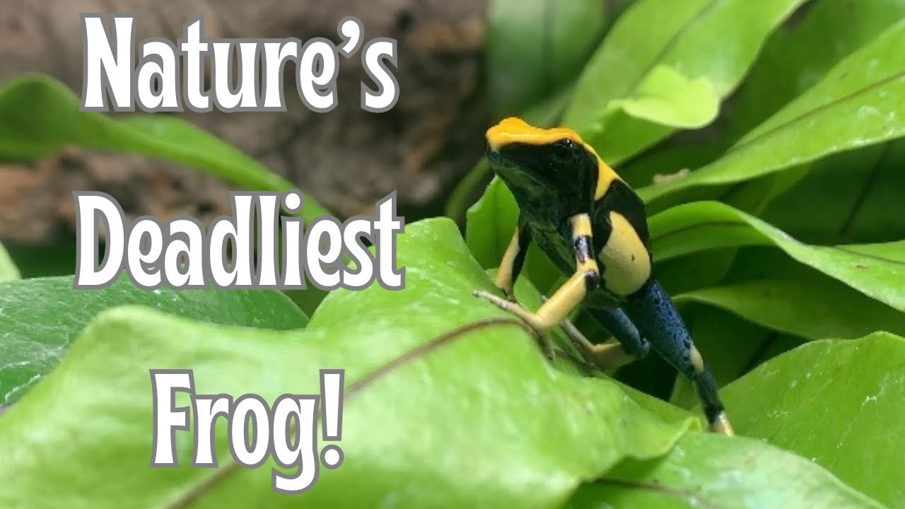 I bet you didn’t know this about Poison Dart Frogs! | 3 Crazy facts about Poison Dart Frogs