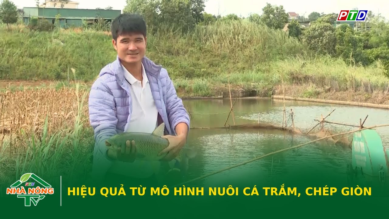 Hiệu quả từ mô hình nuôi cá trắm, chép giòn