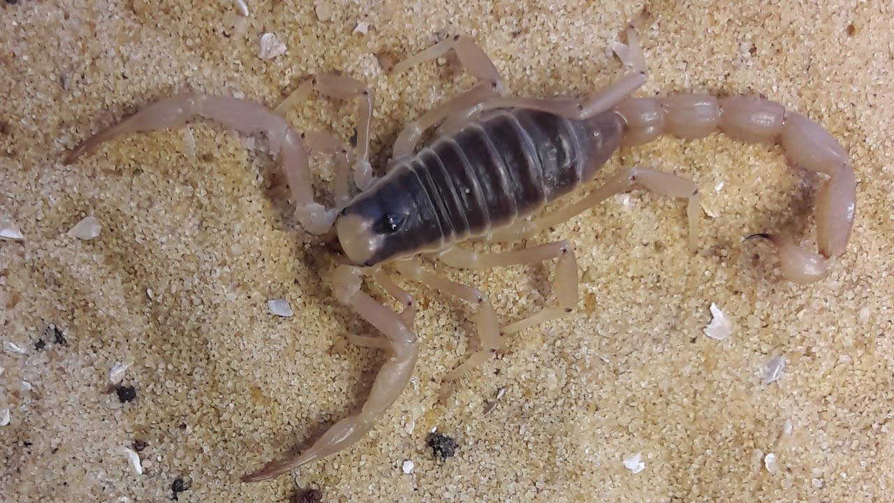 An introduction to the Arizona hairy scorpion