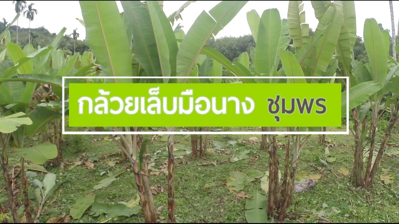 กล้วยเล็บมือนางชุมพร l เกษตรกลางแปลง EP.6 I 12 พฤศจิกายน 2559