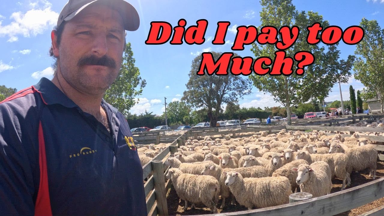 Buying Ewes in 2026..... What did they cost???