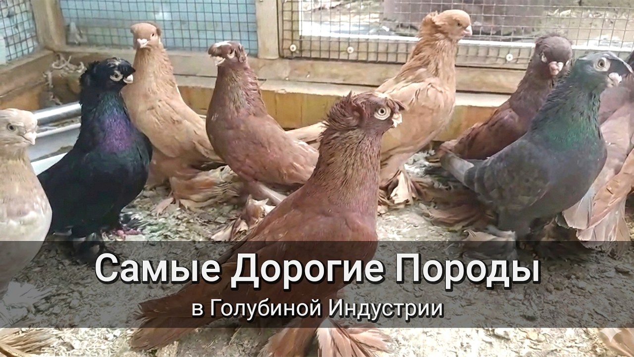 Самые Дорогие Породы в голубиной индустрии
