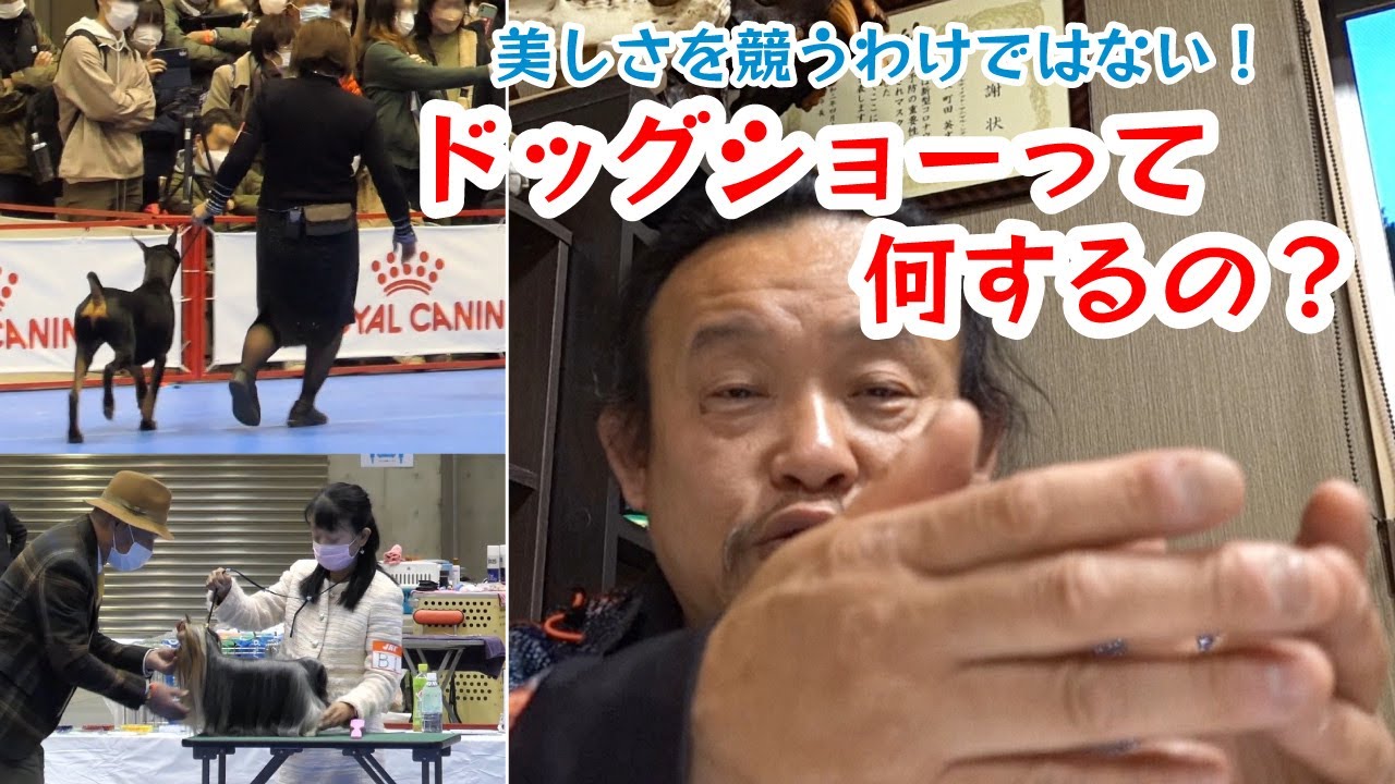 【パンクと変な仲間たち】美犬コンテストではないんです【ドッグショーって何するの？】