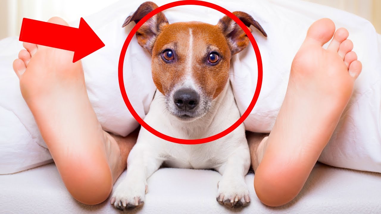 When Dogs SLEEP With You, This Is What It REALLY Means | K9Pedia
