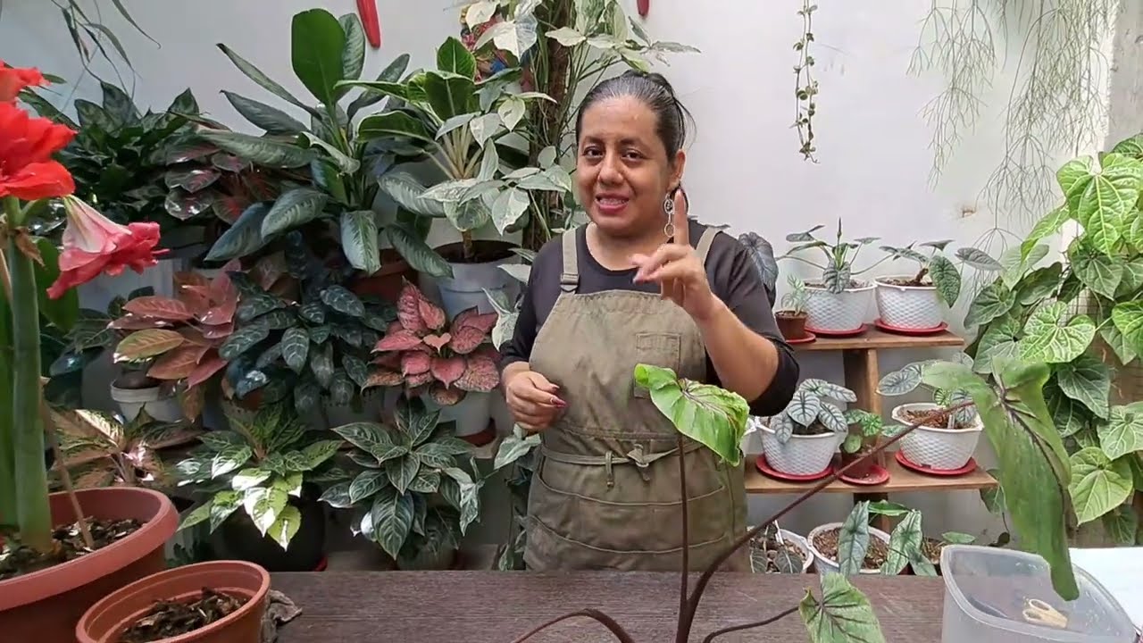 No es solo para profesionales. Cuidados de máscara de faraón de manera fácil