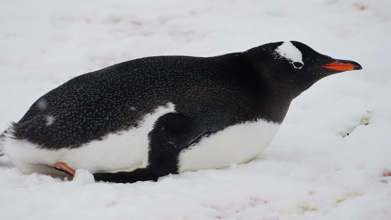 Antarctica - Photos