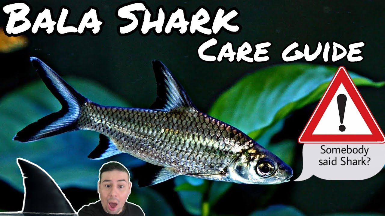 Bala Shark all you need to know, Breeding, feeding, tank size & mates. You must watch now!