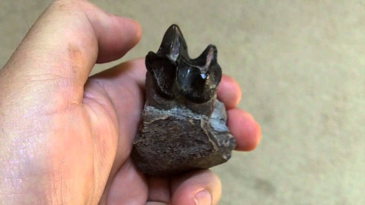 Coryphodon tooth