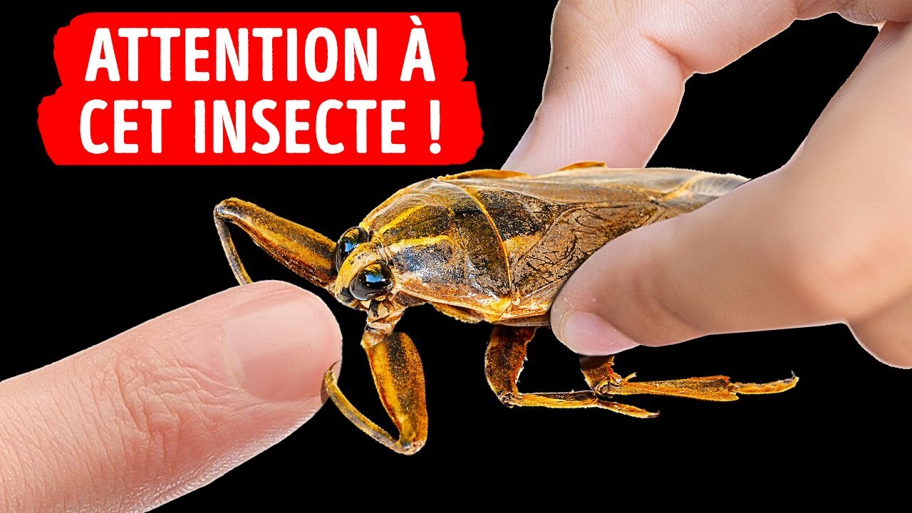 La Morsure De Cet Insecte Est L’une Des Plus Douloureuses Qui Soient