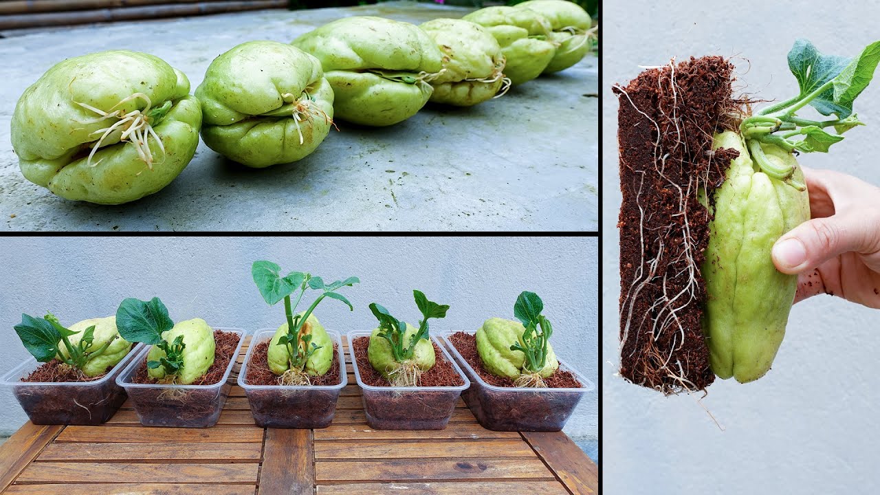 How to propagate chayote from fruit bought at the supermarket