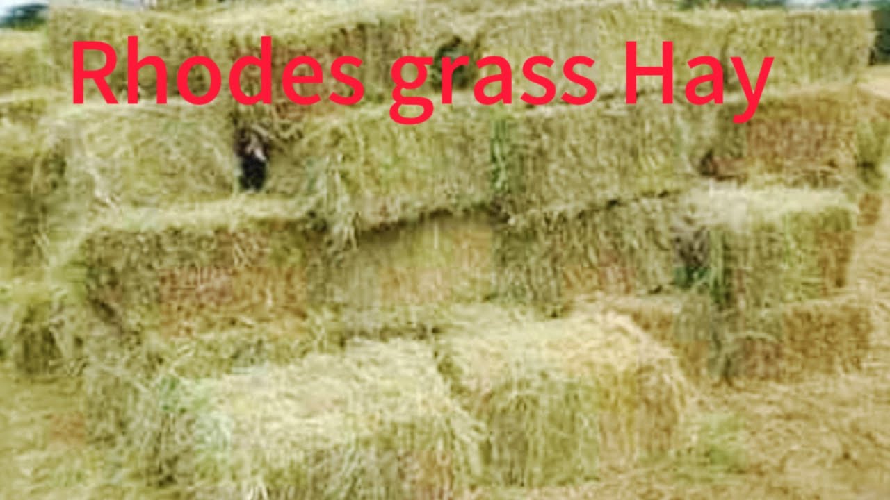 Hay making process || Rhodes grass hay