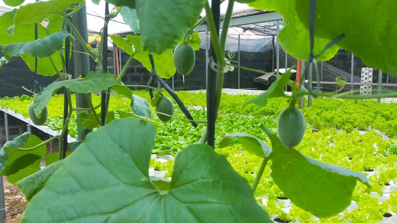 How Effective Hand Pollination in Japanese Melon I Back into Business Lettuce Farming