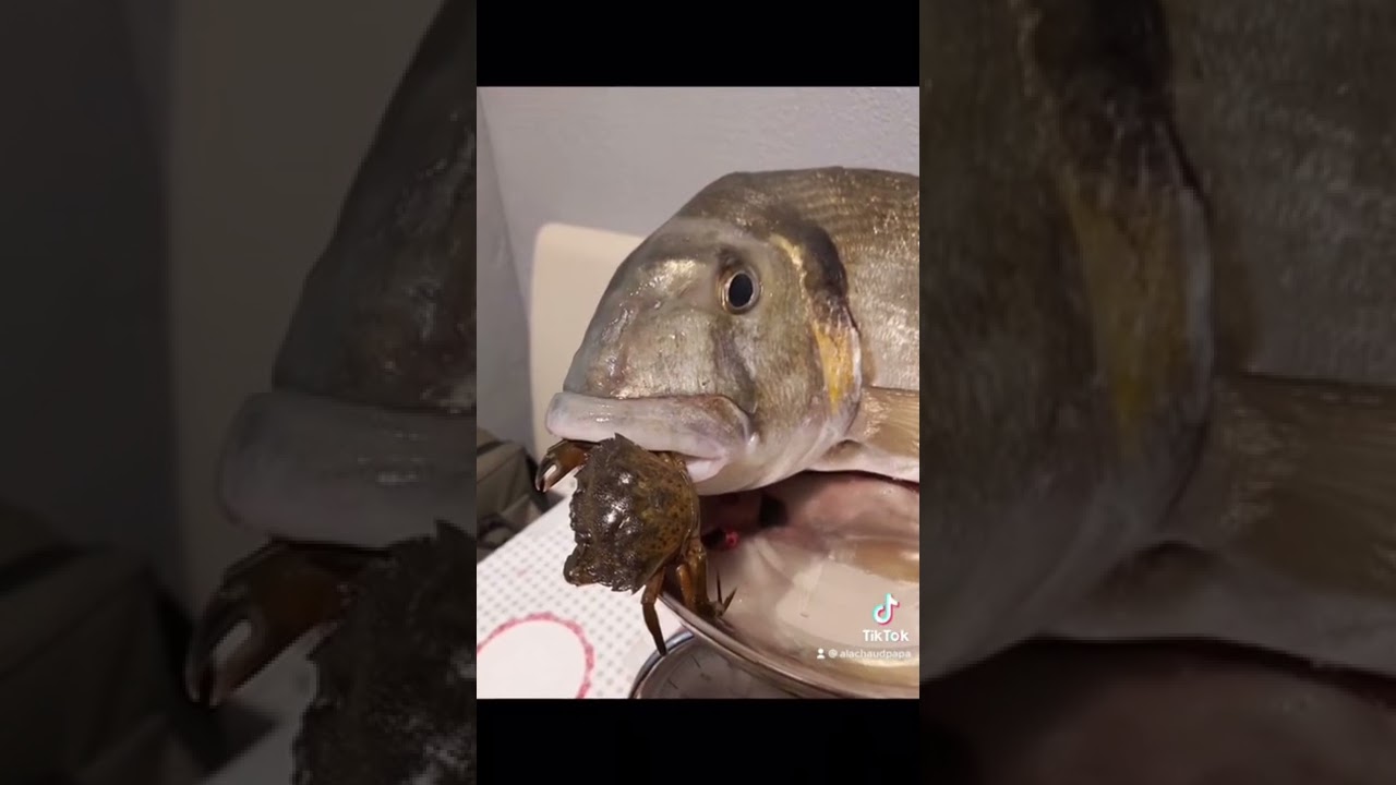 Dorade royale au crabe