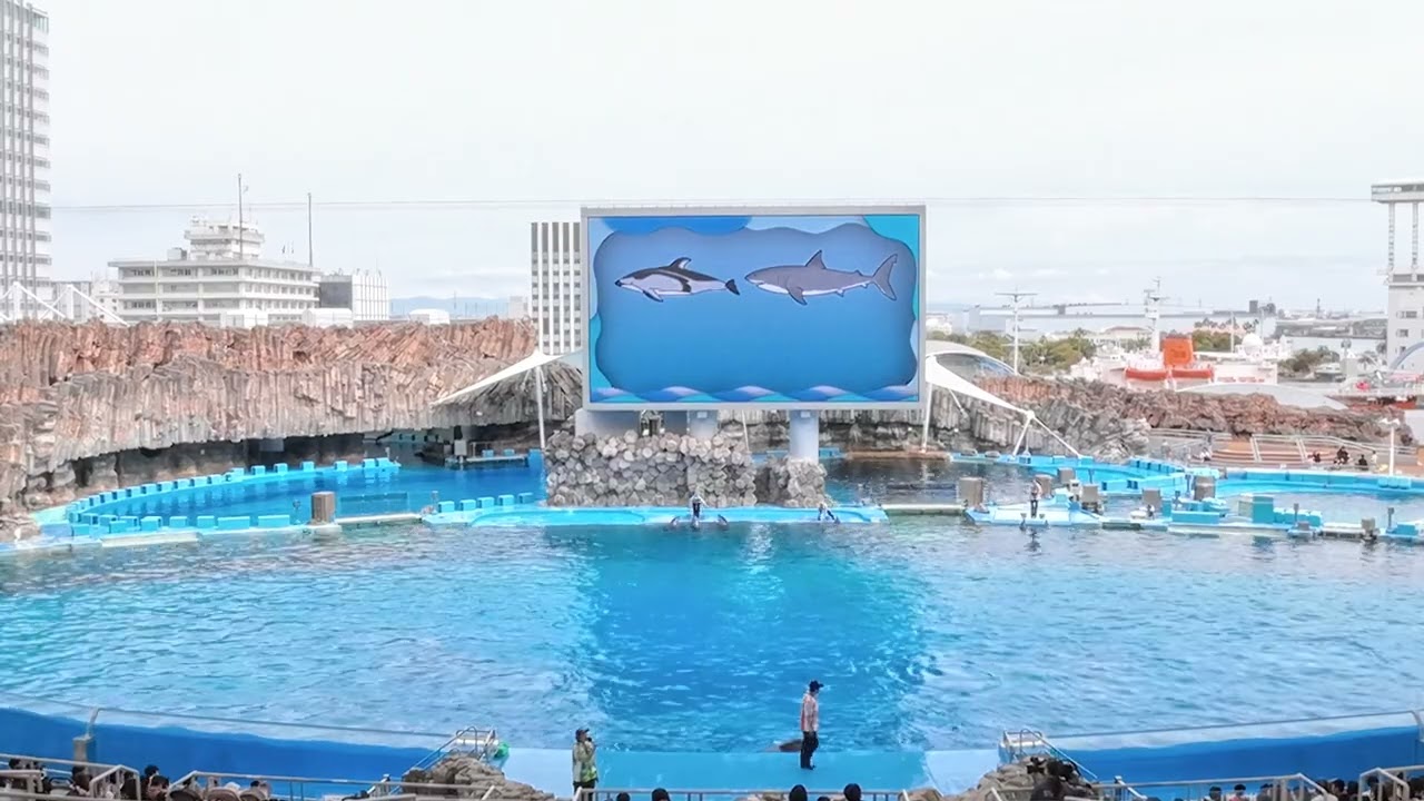 【イルカ】新イルカパフォーマンス  #名古屋港水族館