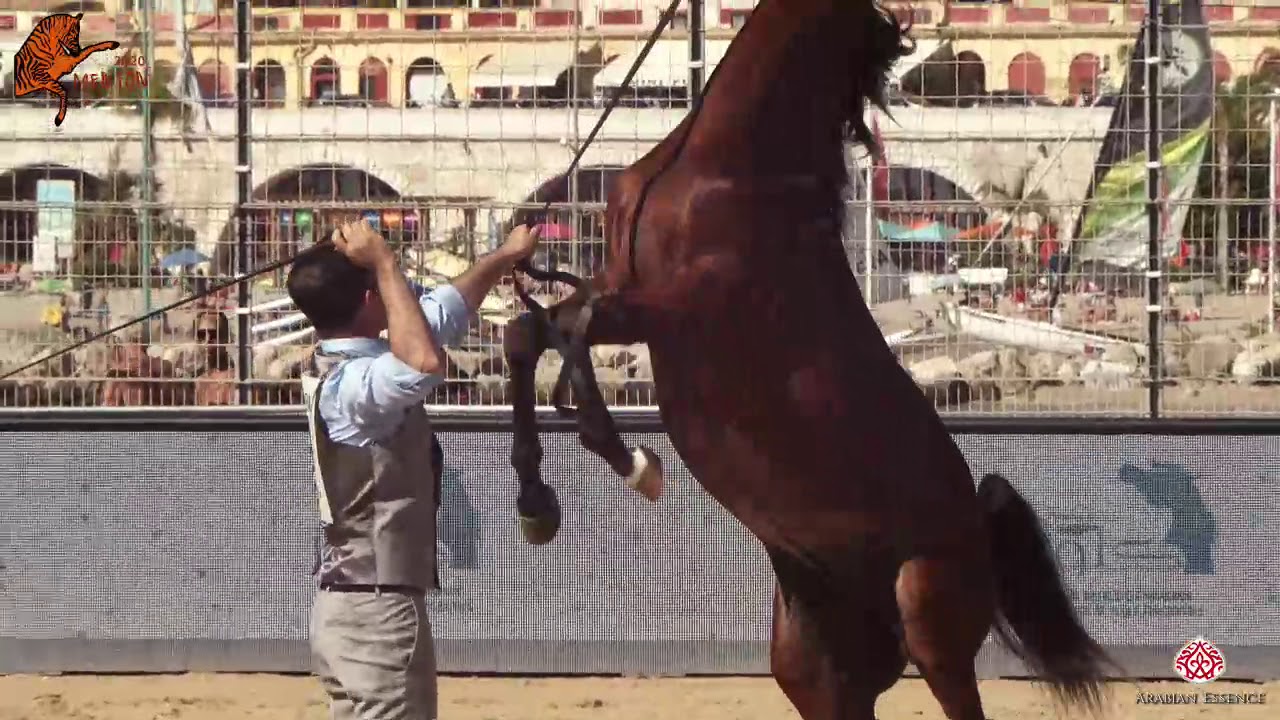 N 87 EXAGON OS   2020 Menton Mediterranean and Arab Countries Arabian Horse Championship   Yearling