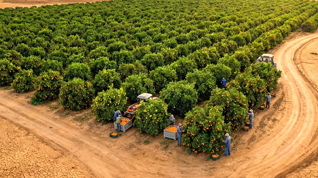 Nature’s Revenge: A Lush Citrus Forest in the Heart of the Wasteland