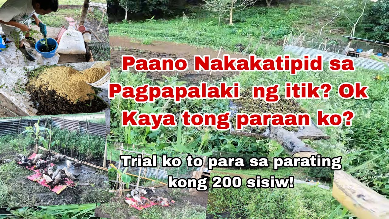 Paano Makatipid sa Pagpapalaki ng itik ito Sinusubukan ko Azolla Kangkong at Feeds