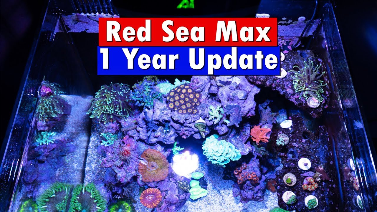 Red Sea Max Nano Reef -  1 Year Update and tank tour